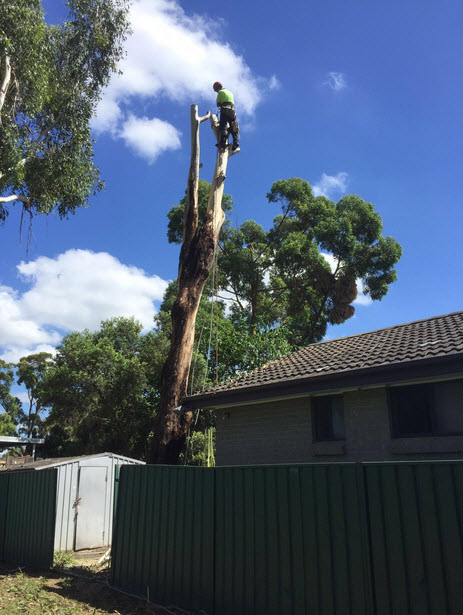 TREE REMOVAL &amp; CUTTING.