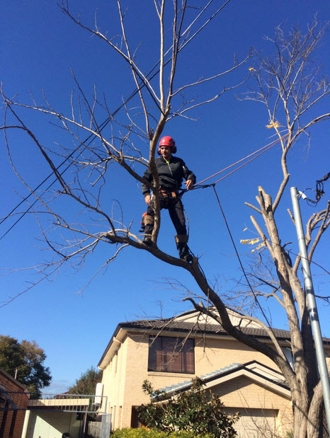 TREE REMOVAL &amp; CUTTING